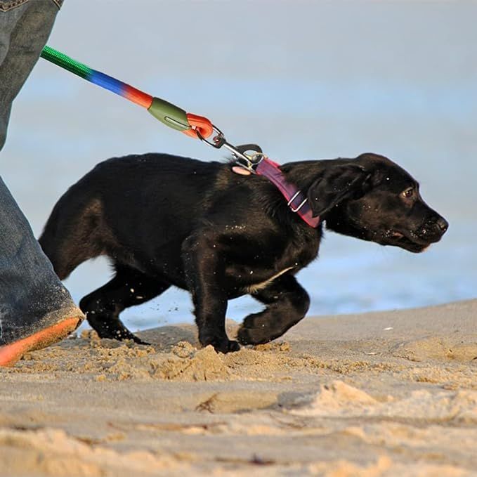 Adjustable Hands-Free Dog Leas - Running Gear Dog ulasan dan harga